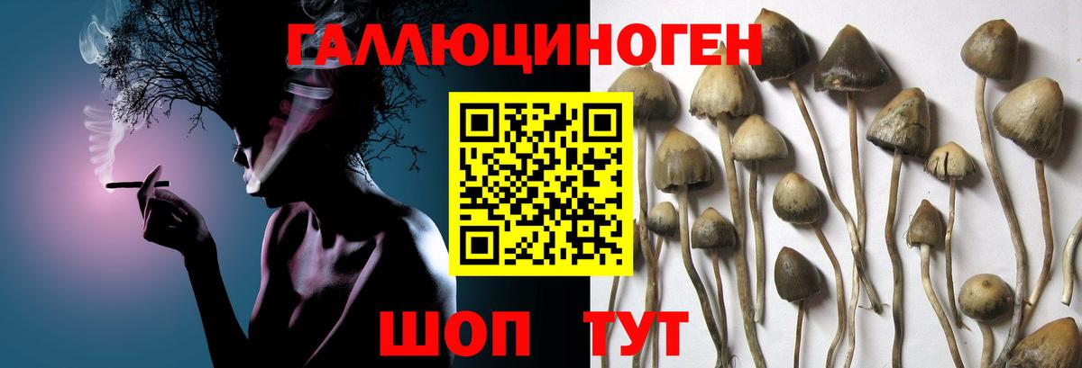 Псилоцибиновые грибы Cubensis Кострома